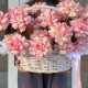 Роскошная корзина из французской розы и стафажа из картадерии