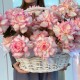 Роскошная корзина из французской розы и стафажа из картадерии