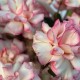 Роскошная корзина из французской розы и стафажа из картадерии