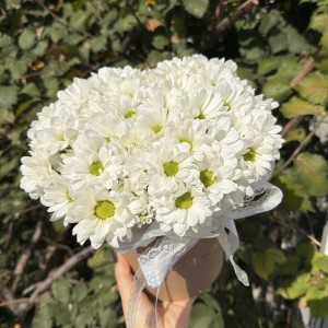 Пушистая коробка хризантем Bloom room