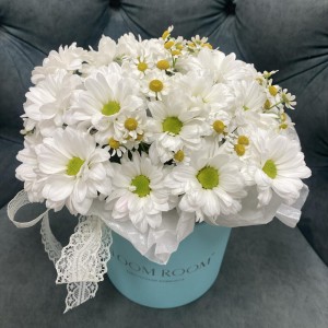 Красивые ромашки Bloom room