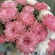 Яркая коробка с хризантемой BLOOM ROOM