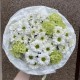 Свежий салатовый букет ромашек BLOOM ROOM