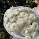 стойкий букет пышных хризантем bloom room